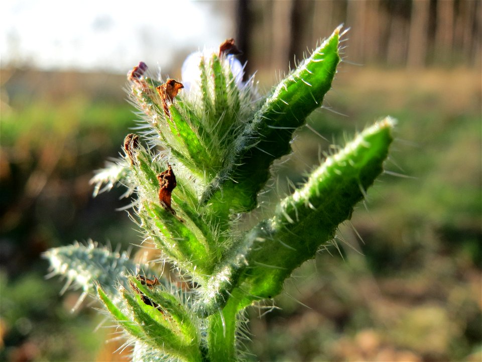 Acker-Ochsenzunge (Anchusa arvensis) in Hockenheim