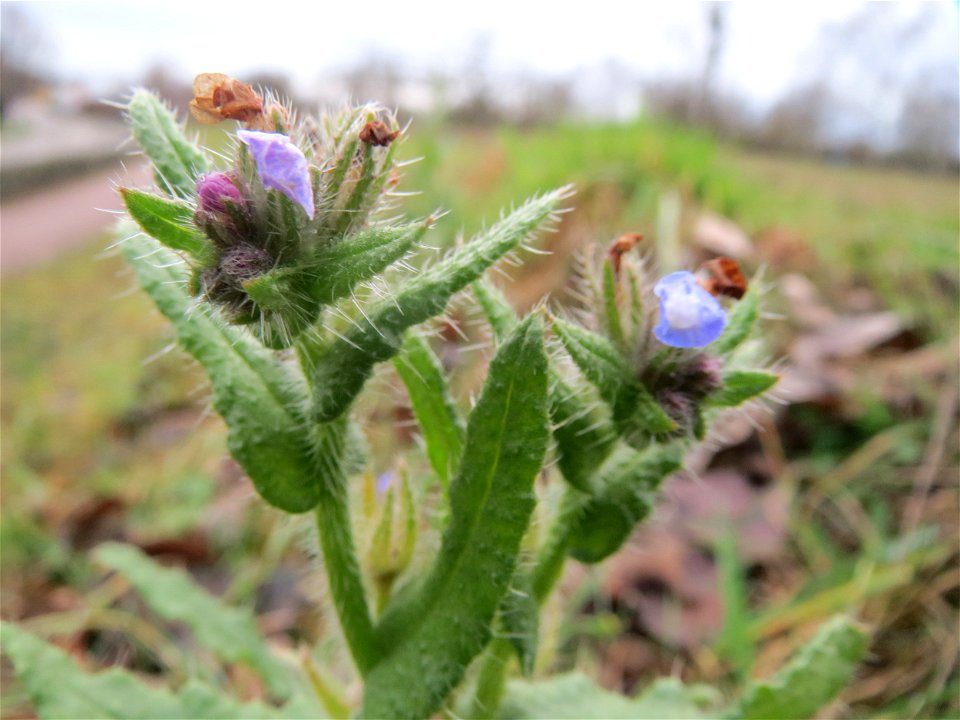 Acker-Ochsenzunge (Anchusa arvensis) in Hockenheim