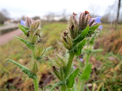 Acker-Ochsenzunge (Anchusa arvensis) in Hockenheim