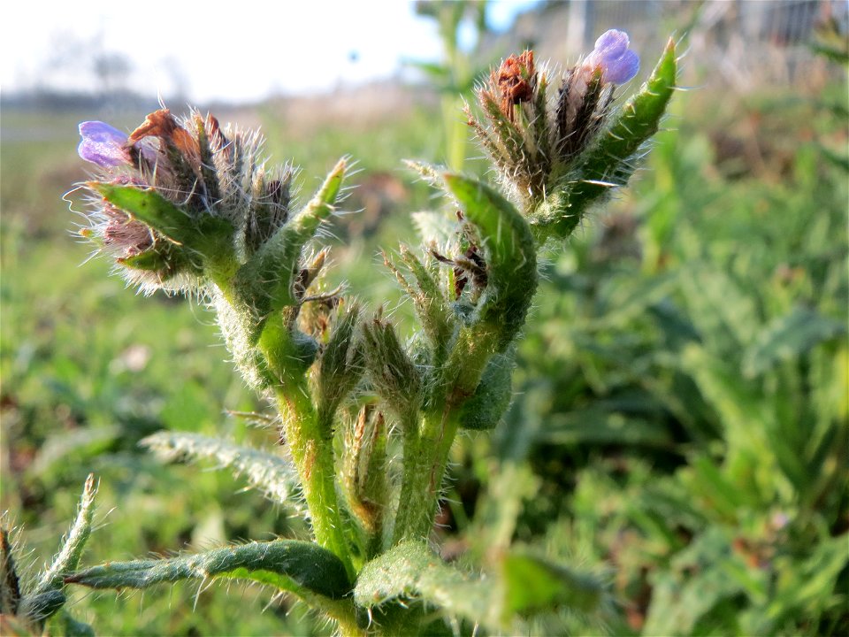Acker-Ochsenzunge (Anchusa arvensis) in Hockenheim