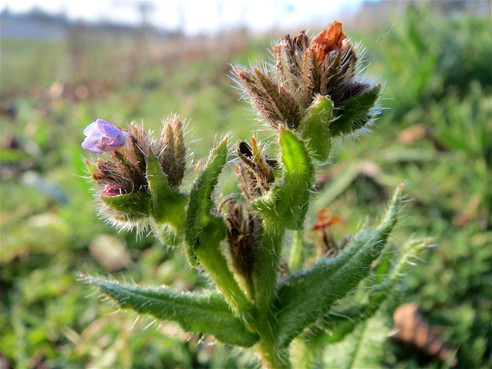 Acker-Ochsenzunge (Anchusa arvensis) in Hockenheim