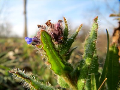 Acker-Ochsenzunge (Anchusa arvensis) in Hockenheim - hat bis in den März überwintert