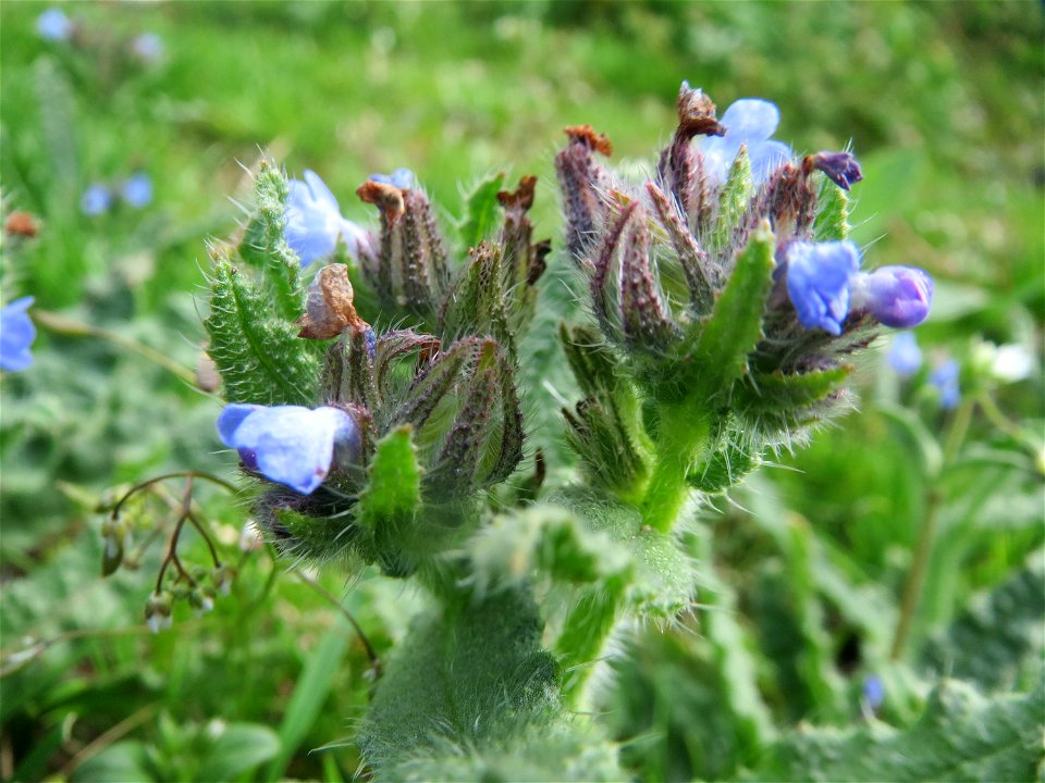Acker-Ochsenzunge (Anchusa arvensis) bei Reilingen