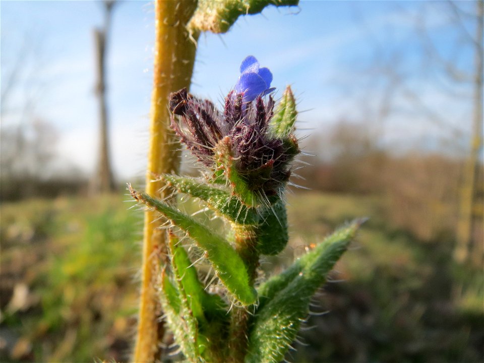 Acker-Ochsenzunge oder Acker-Krummhals (Anchusa arvensis) in Hockenheim - hat bis in den März überwintert
