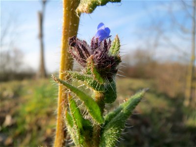 Acker-Ochsenzunge oder Acker-Krummhals (Anchusa arvensis) in Hockenheim - hat bis in den März überwintert