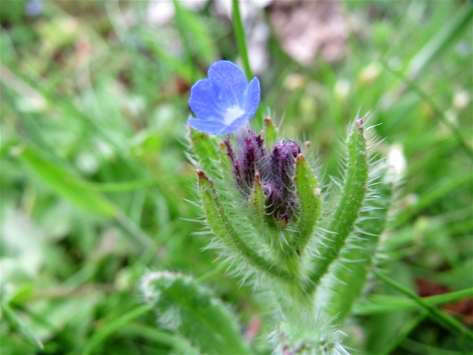 Acker-Ochsenzunge (Anchusa arvensis) in Hockenheim
