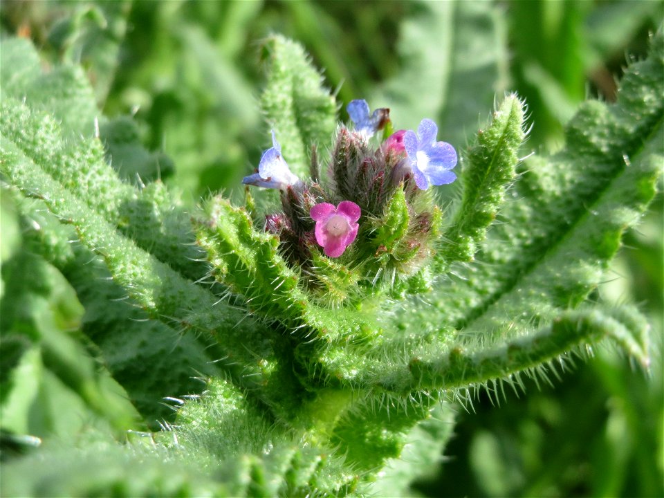 Acker-Ochsenzunge (Anchusa arvensis) im Naturschutzgebiet Alter Bahndamm im Hockenheimer Rheinbogen