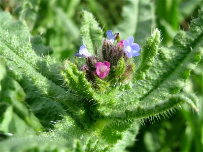 Acker-Ochsenzunge (Anchusa arvensis) im Naturschutzgebiet Alter Bahndamm im Hockenheimer Rheinbogen
