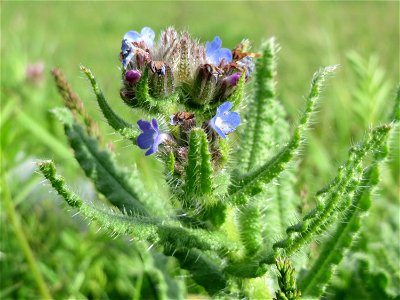 Acker-Ochsenzunge (Anchusa arvensis) im Naturschutzgebiet Alter Bahndamm im Hockenheimer Rheinbogen
