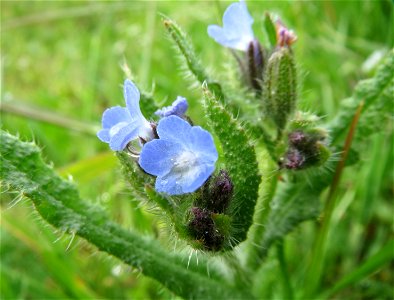 Acker-Ochsenzunge (Anchusa arvensis) am Hochwasserrückhaltebecken im Naturschutzgebiet Bachwiesen/Leopoldswiesen im Hockenheimer Rheinbogen