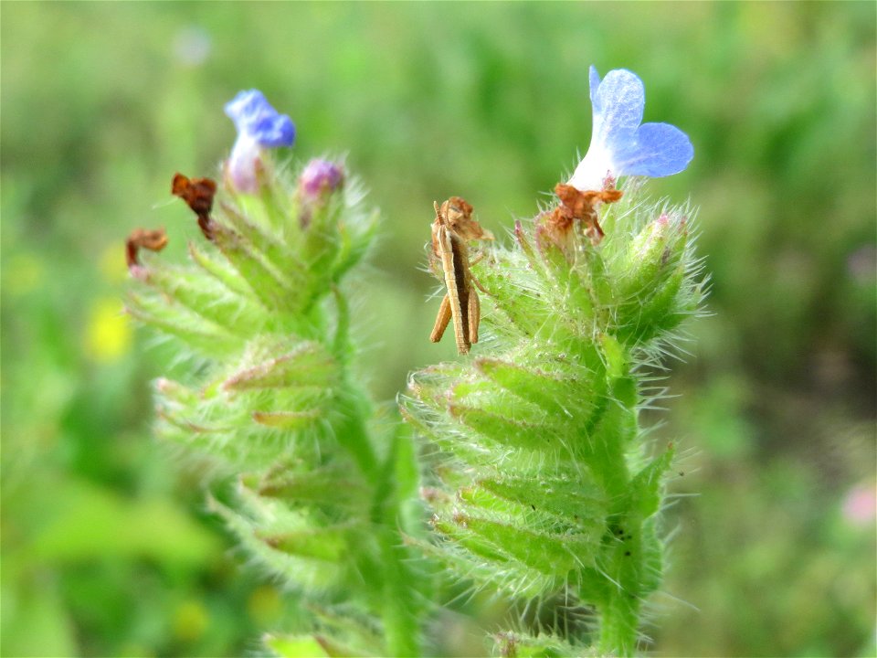 Acker-Ochsenzunge (Anchusa arvensis) in Hockenheim