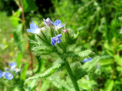 Acker-Ochsenzunge (Anchusa arvensis) im Naturschutzgebiet Alter Bahndamm im Landschaftsschutzgebiet Hockenheimer Rheinbogen