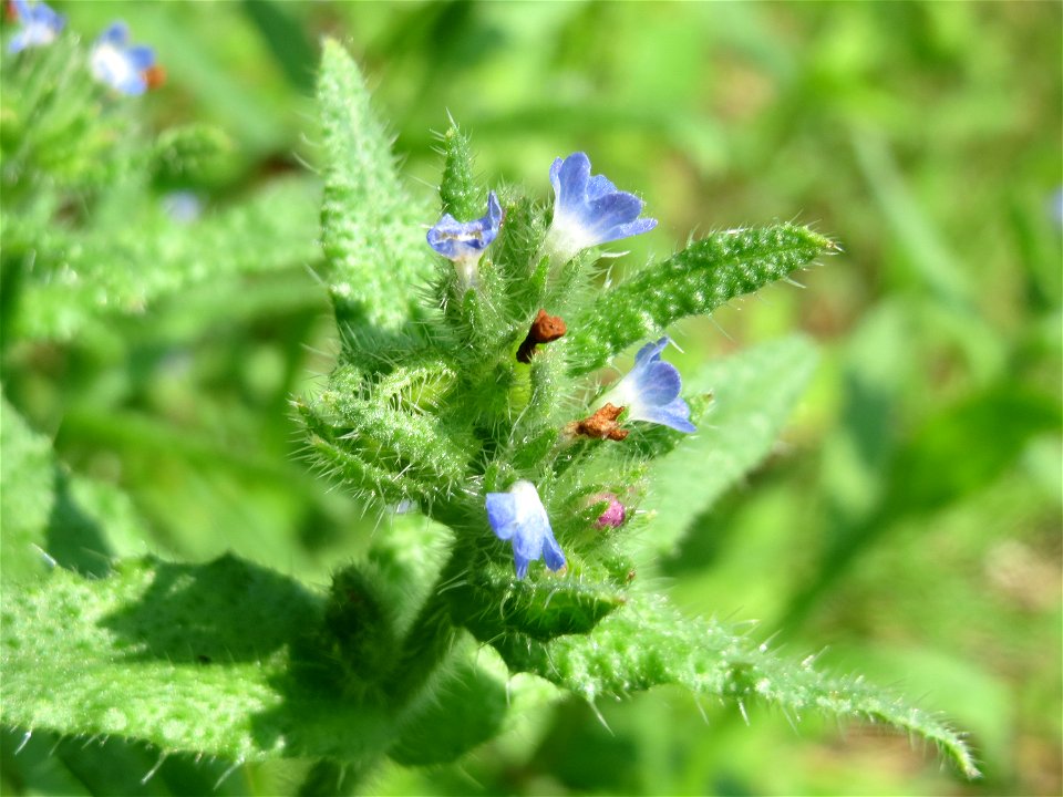 Acker-Ochsenzunge (Anchusa arvensis) im Naturschutzgebiet Alter Bahndamm im Landschaftsschutzgebiet Hockenheimer Rheinbogen