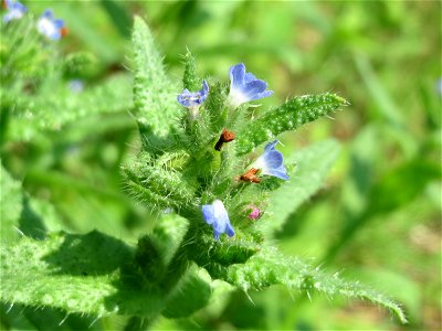 Acker-Ochsenzunge (Anchusa arvensis) im Naturschutzgebiet Alter Bahndamm im Landschaftsschutzgebiet Hockenheimer Rheinbogen