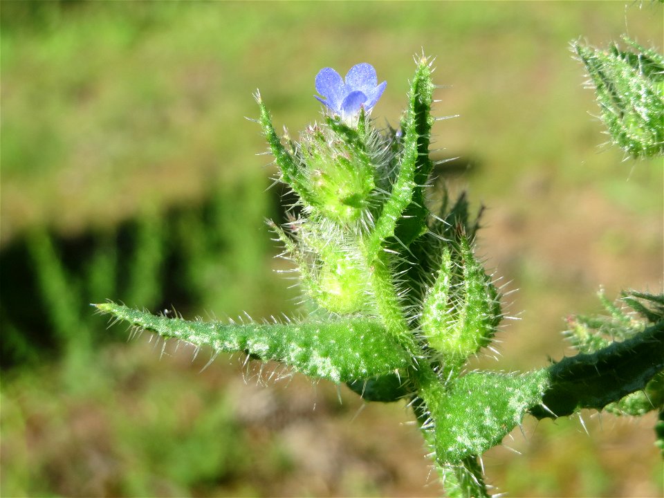 Acker-Ochsenzunge (Anchusa arvensis) im Schwetzinger Hardt