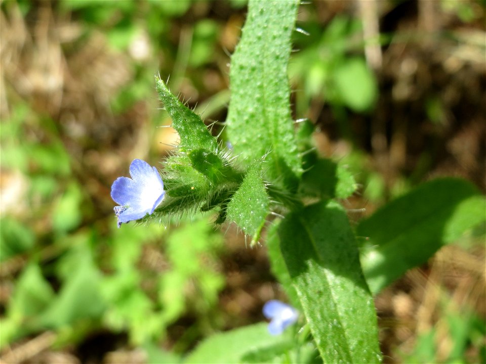Acker-Ochsenzunge (Anchusa arvensis) in Hockenheim