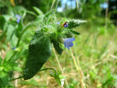 Acker-Ochsenzunge (Anchusa arvensis) in Hockenheim