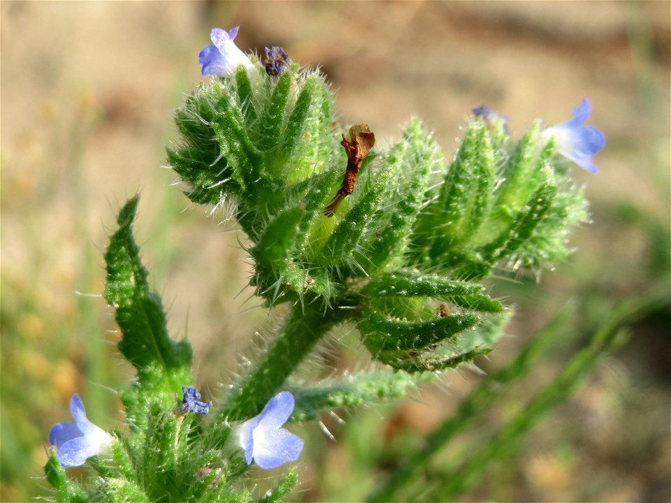 Acker-Ochsenzunge (Anchusa arvensis) in Hockenheim