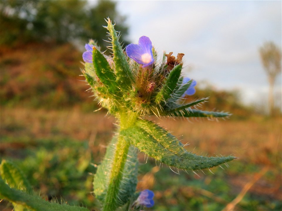 Acker-Ochsenzunge (Anchusa arvensis) bei Hockenheim (Gemarkung Reilingen)
