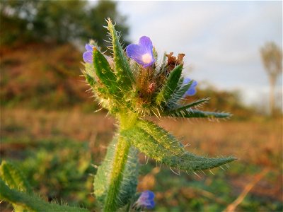 Acker-Ochsenzunge (Anchusa arvensis) bei Hockenheim (Gemarkung Reilingen)