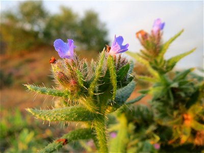 Acker-Ochsenzunge oder Acker-Krummhals (Anchusa arvensis) bei Hockenheim (Gemarkung Reilingen)