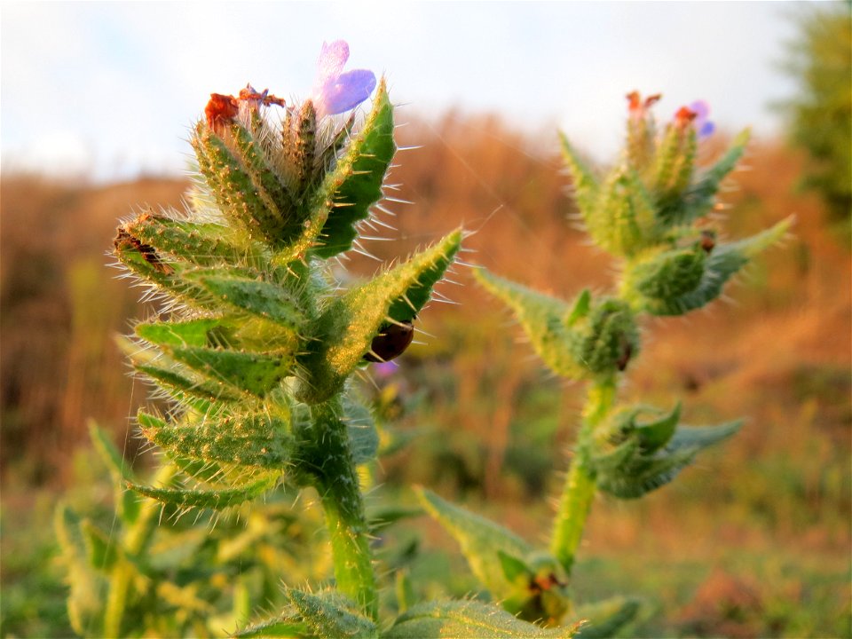 Acker-Ochsenzunge (Anchusa arvensis) bei Hockenheim (Gemarkung Reilingen)