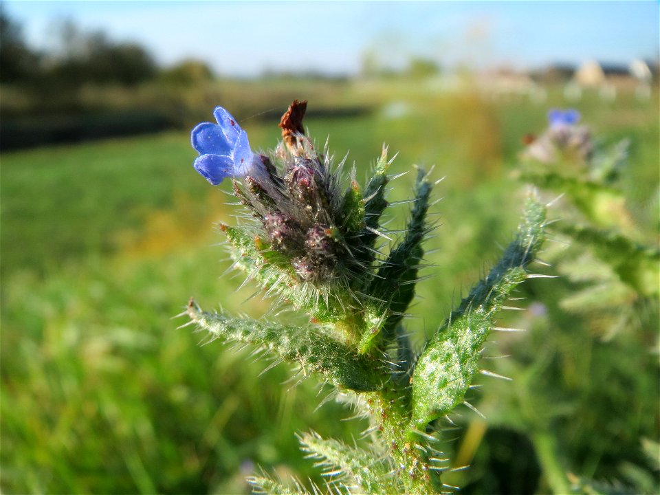 Acker-Ochsenzunge (Anchusa arvensis) bei Reilingen
