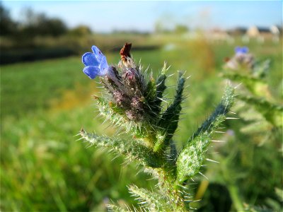 Acker-Ochsenzunge (Anchusa arvensis) bei Reilingen