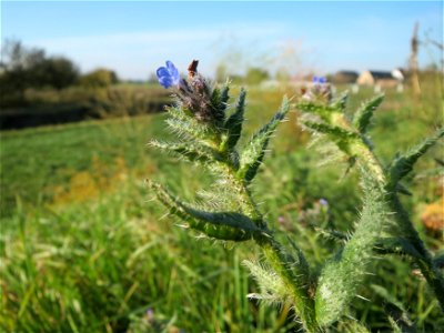 Acker-Ochsenzunge (Anchusa arvensis) bei Reilingen