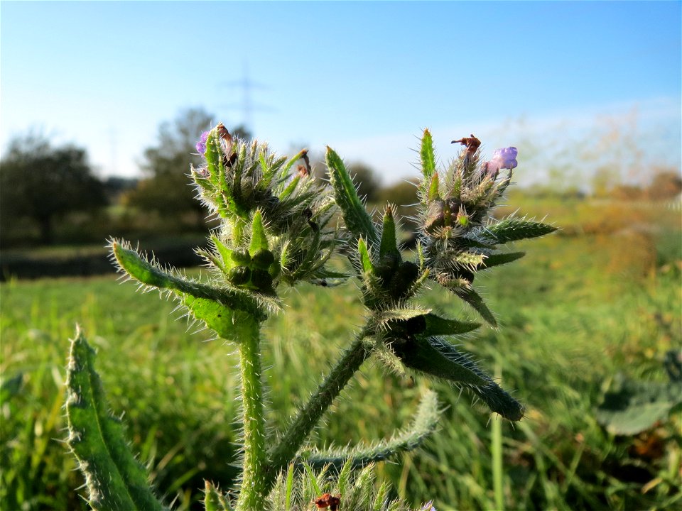 Acker-Ochsenzunge (Anchusa arvensis) bei Reilingen