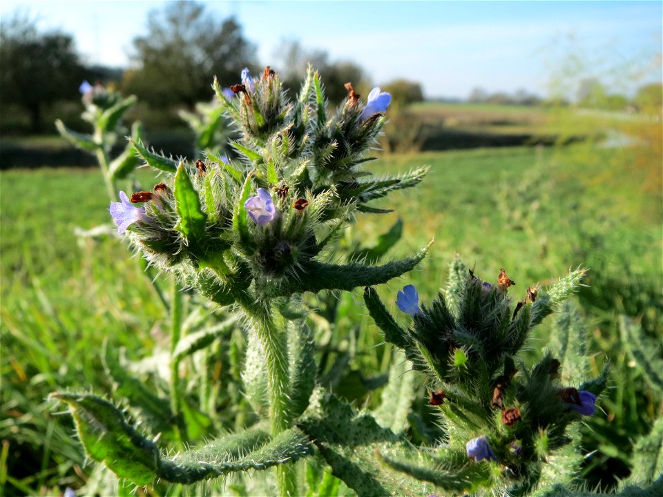 Acker-Ochsenzunge (Anchusa arvensis) bei Reilingen