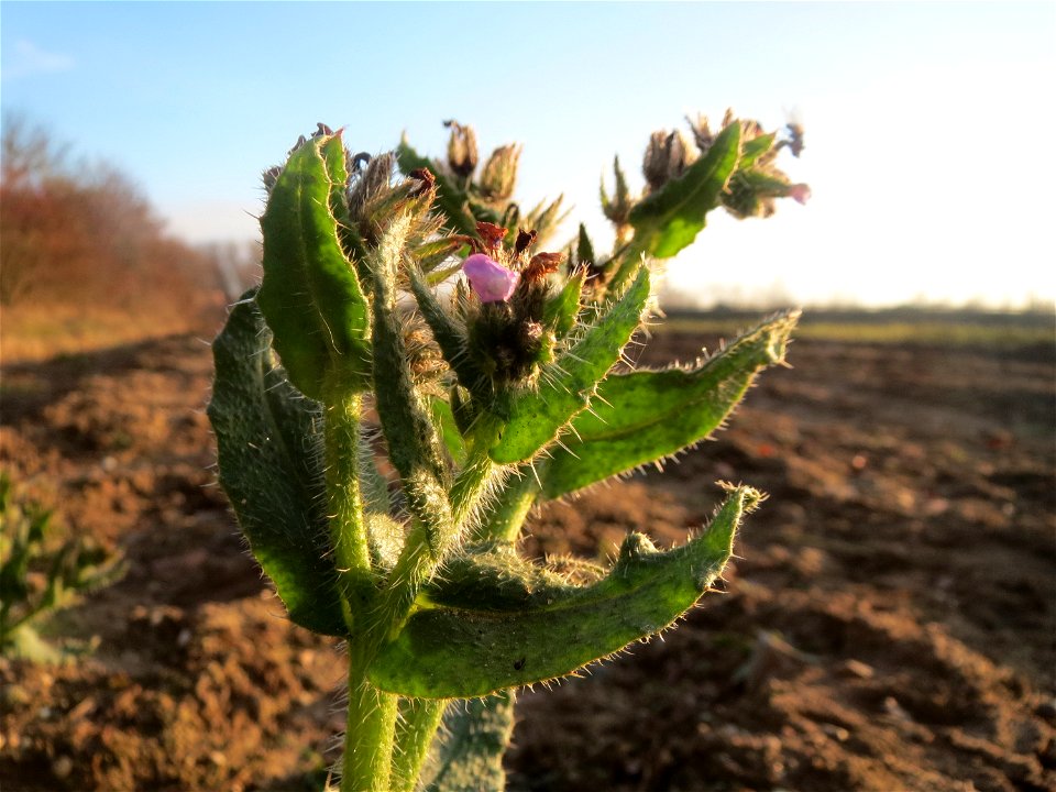 Acker-Ochsenzunge oder Acker-Krummhals (Anchusa arvensis) in Hockenheim