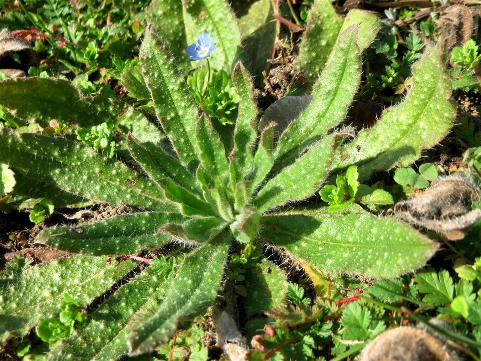 Grundblätter der Acker-Ochsenzunge (Anchusa arvensis) in Hockenheim