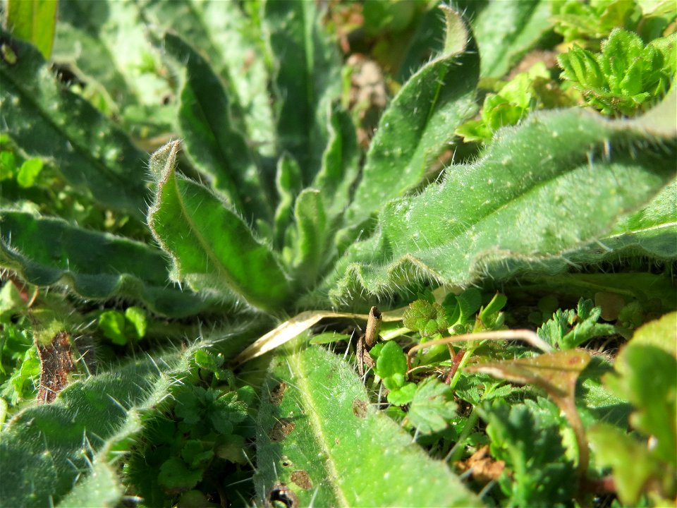 Grundblätter der Acker-Ochsenzunge (Anchusa arvensis) in Hockenheim
