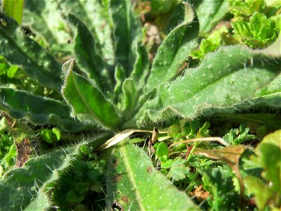 Grundblätter der Acker-Ochsenzunge (Anchusa arvensis) in Hockenheim