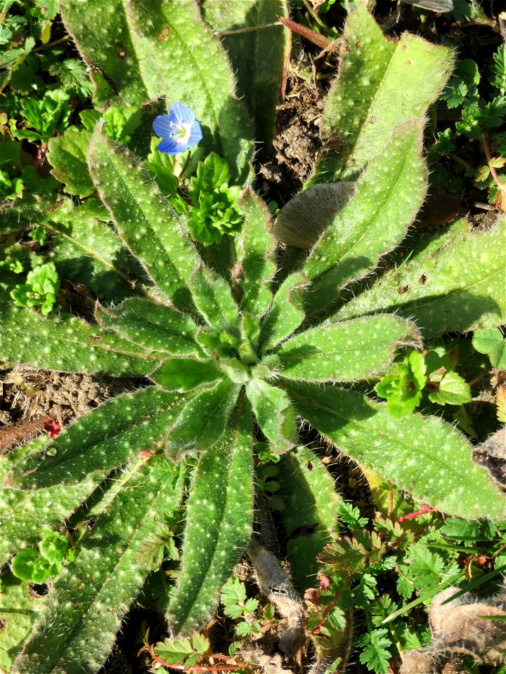 Grundblätter der Acker-Ochsenzunge (Anchusa arvensis) in Hockenheim