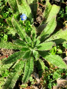 Grundblätter der Acker-Ochsenzunge (Anchusa arvensis) in Hockenheim