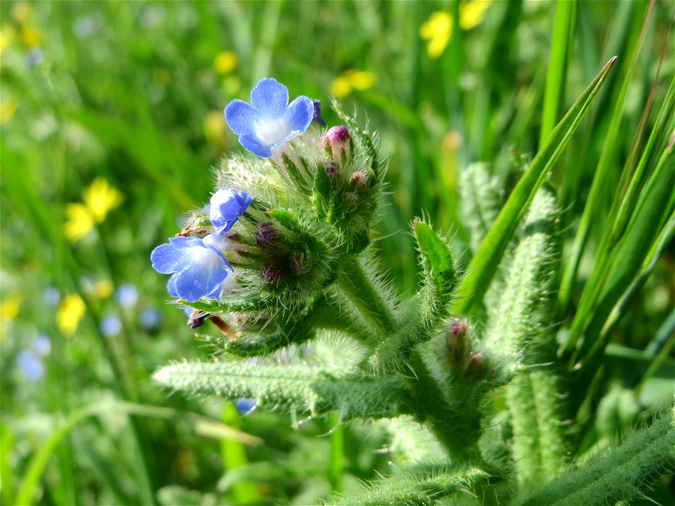 Acker-Ochsenzunge (Anchusa arvensis) in Hockenheim