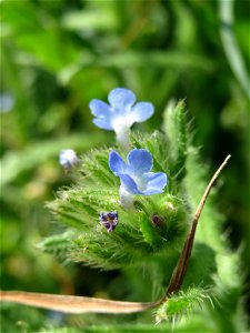 Acker-Ochsenzunge (Anchusa arvensis) in Hockenheim