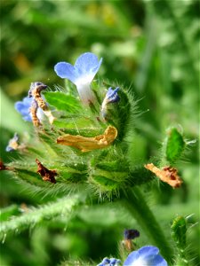 Acker-Ochsenzunge (Anchusa arvensis) in Hockenheim
