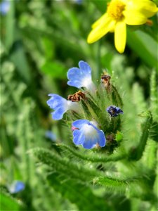 Acker-Ochsenzunge (Anchusa arvensis) in Hockenheim