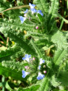 Acker-Ochsenzunge (Anchusa arvensis) in Hockenheim