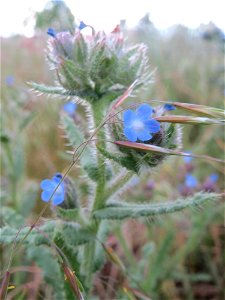 Acker-Ochsenzunge oder Acker-Krummhals (Anchusa arvensis) in Hockenheim-Talhaus - häufiges Raublattgewächs auf Sand-Trockenrasen