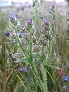 Acker-Ochsenzunge oder Acker-Krummhals (Anchusa arvensis) in Hockenheim-Talhaus - häufiges Raublattgewächs auf Sand-Trockenrasen
