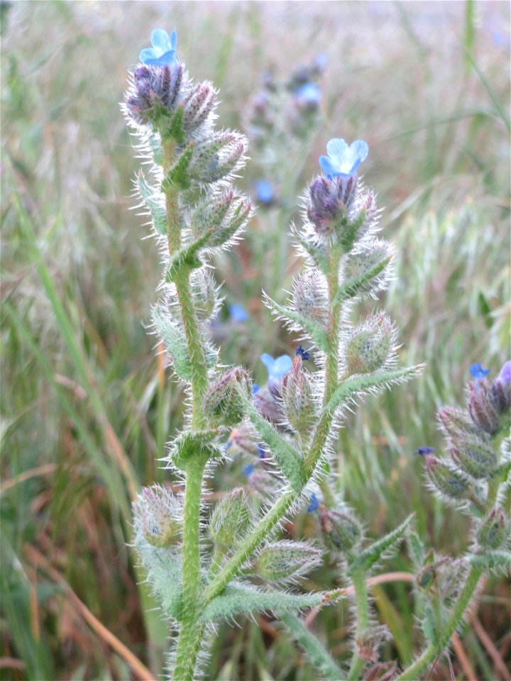 Acker-Ochsenzunge oder Acker-Krummhals (Anchusa arvensis) in Hockenheim-Talhaus - häufiges Raublattgewächs auf Sand-Trockenrasen