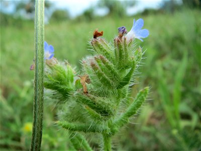 Acker-Ochsenzunge oder Acker-Krummhals (Anchusa arvensis) auf einer Streuobstwiese in Hockenheim