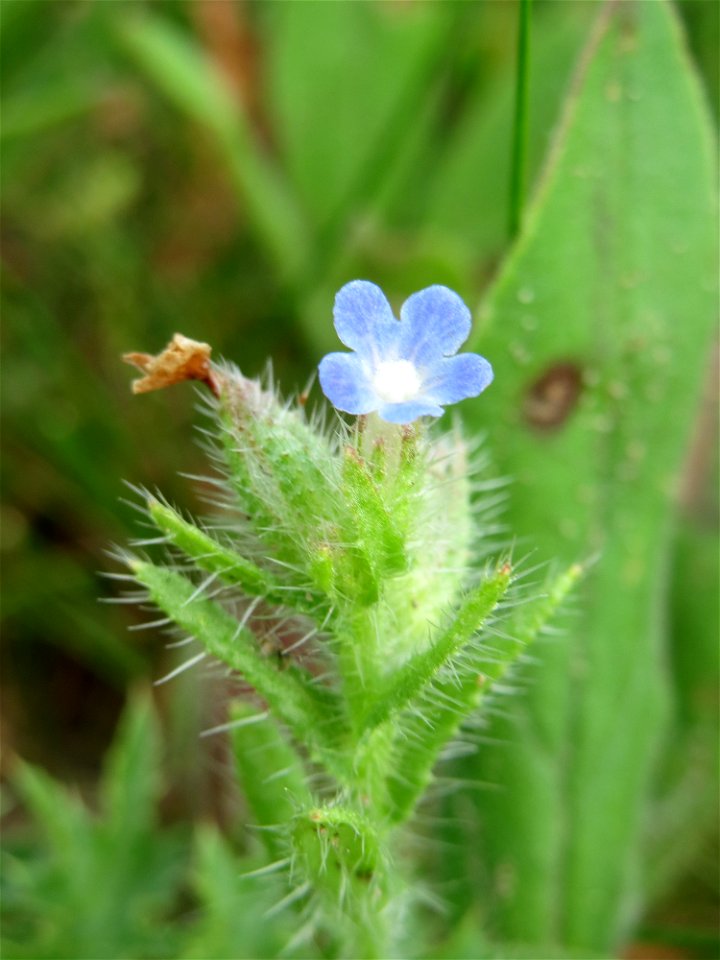 Acker-Ochsenzunge (Anchusa arvensis) auf einer Streuobstwiese in Hockenheim