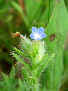 Acker-Ochsenzunge (Anchusa arvensis) auf einer Streuobstwiese in Hockenheim