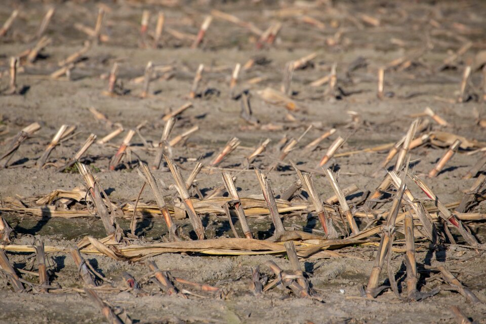 Field arable farming landscape