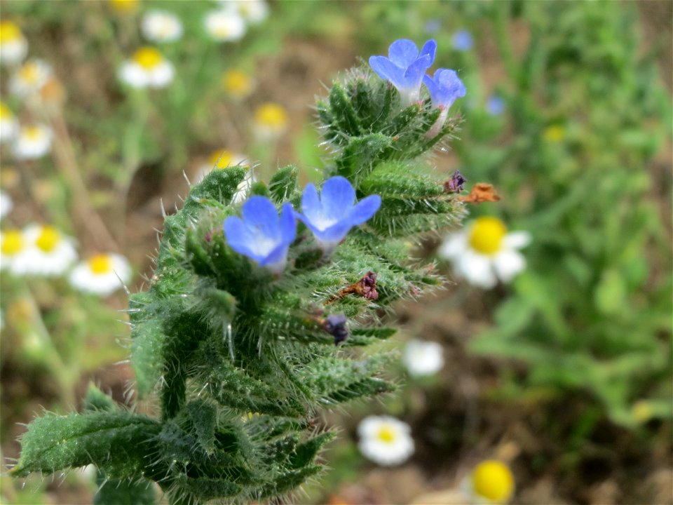 Acker-Ochsenzunge (Anchusa arvensis) auf einer Haubenlerchen-Schutzwiese beim Dänischen Lager bei Hockenheim